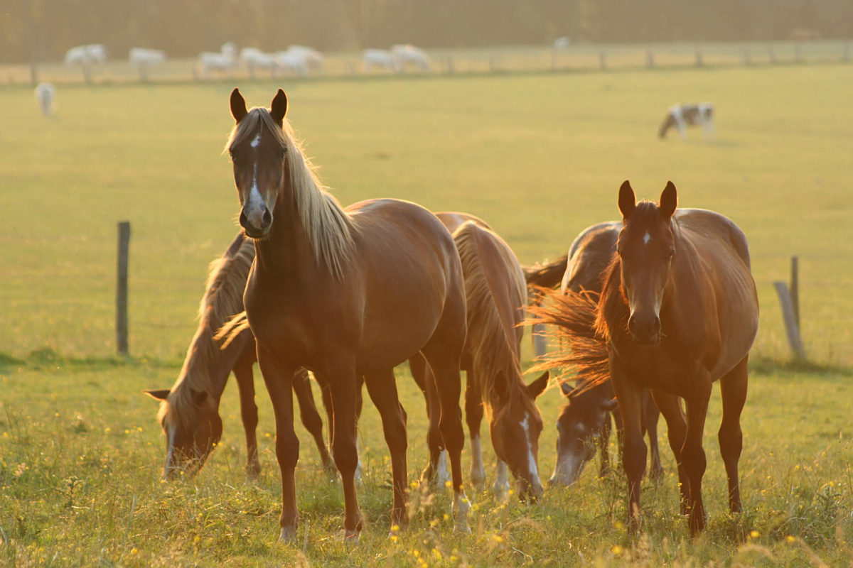 Pferde-Sonnenuntergang-Calvados