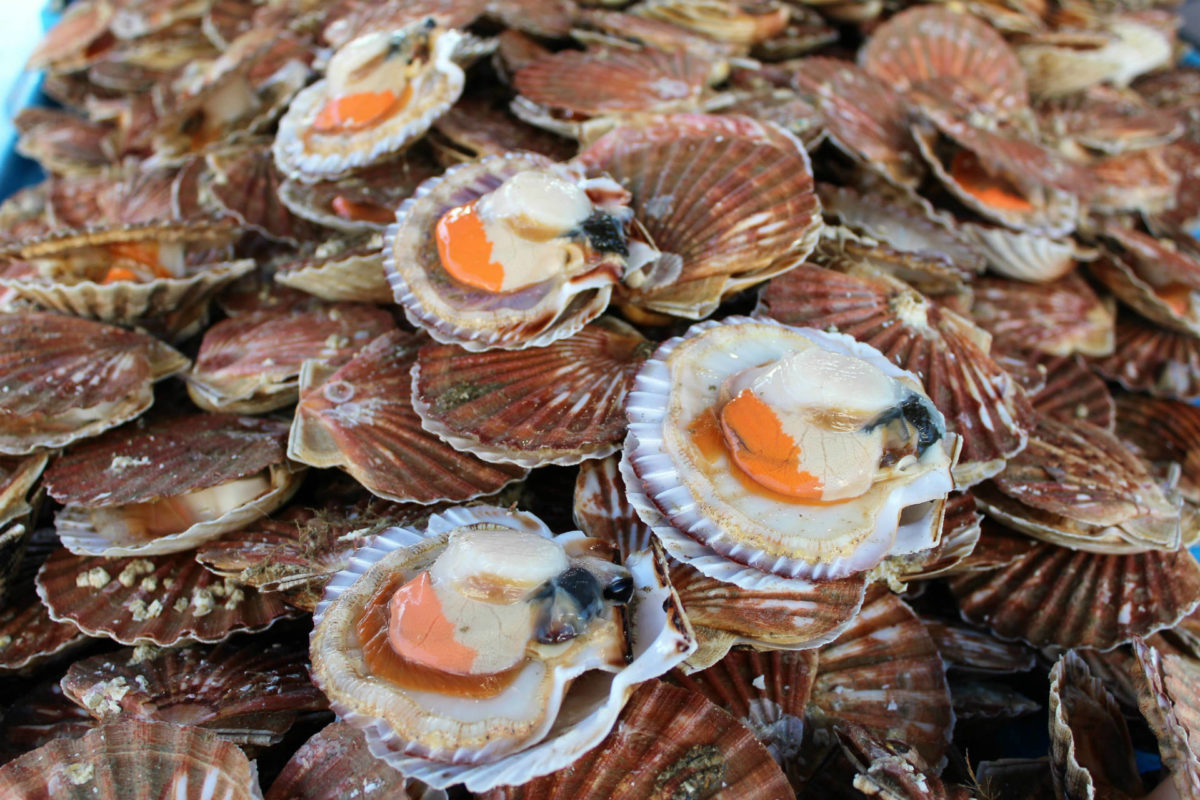 Shell recipes from Trouville gourmets