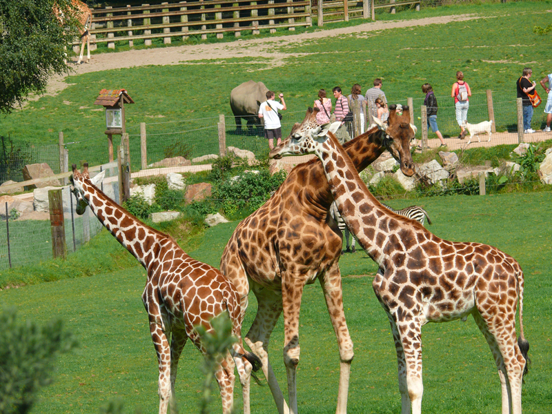 Girafes-parc-Cerza