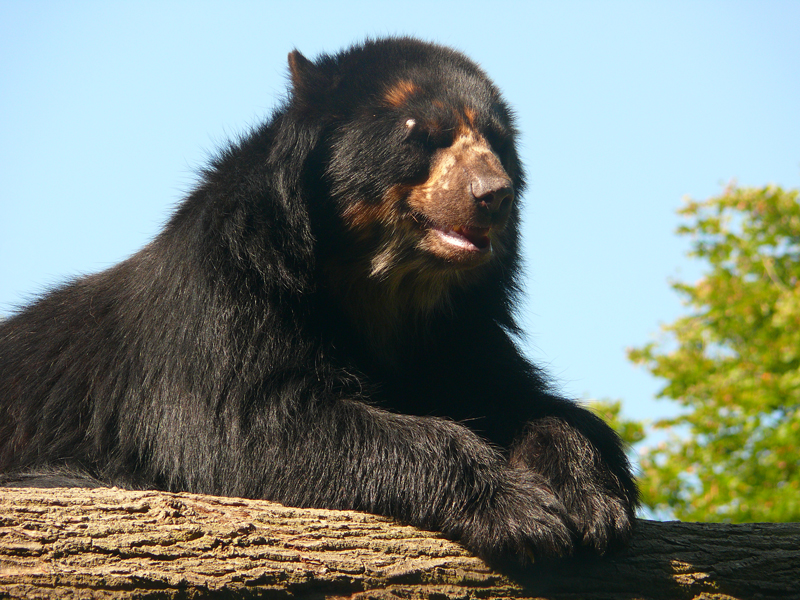 Bear-zoo-Cerza