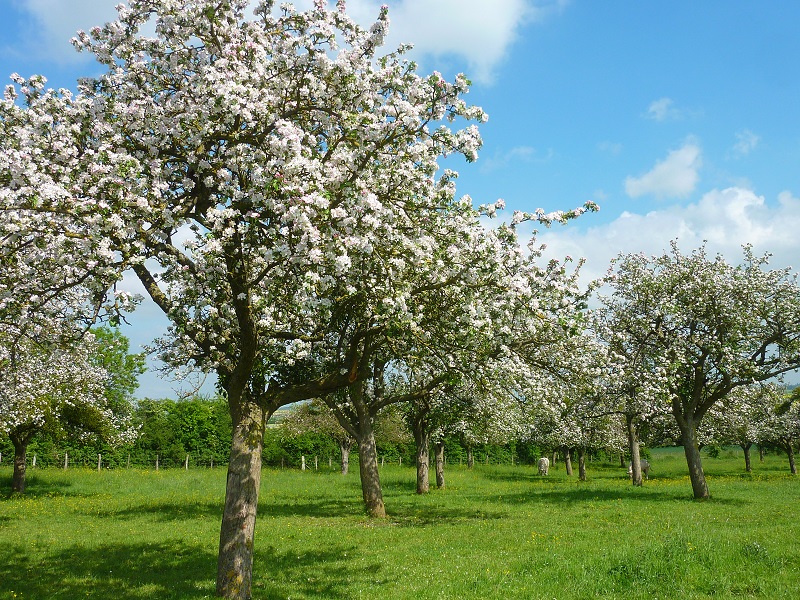 Apfelbäume-in-Blumen-Loic-Durand – Calvados-Attractivite