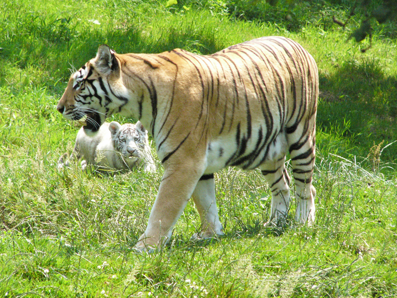 Tigers-Zoo-Cerza