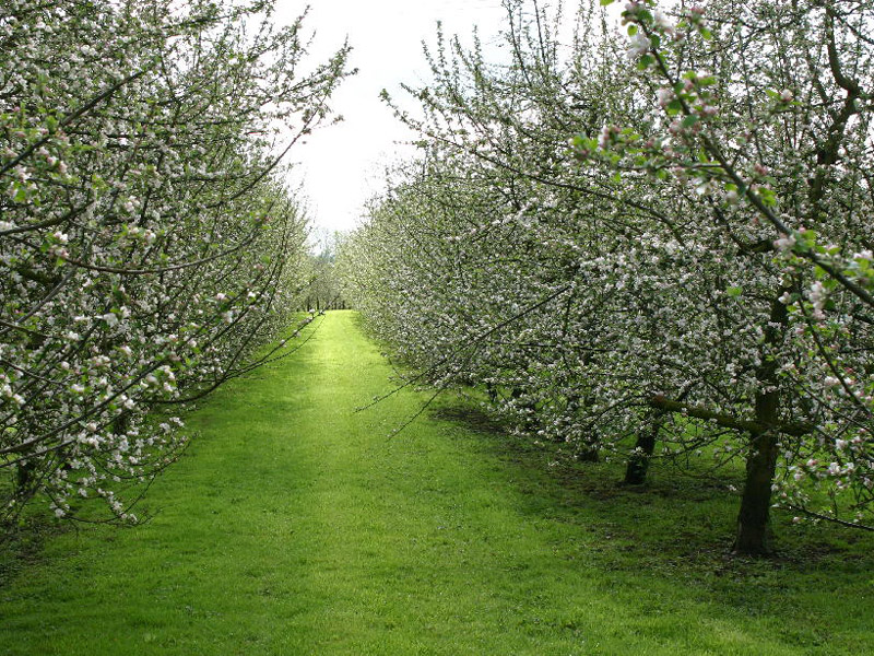 Orchard-HUET-Pommiers-Basse-